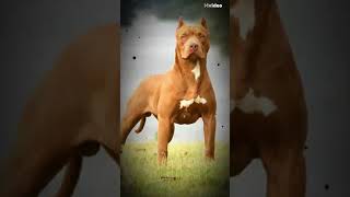 Top 6 pitbull dogs#trehgsnorts#dog #pitbull 🐕🥰❣️