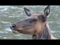 感動の世界遺産 133 アメリカ イエローストーン国立公園Ⅱ ルイス滝 yellowstone national park