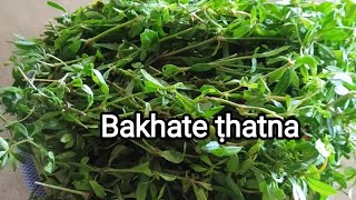 Bakhate - Chawhmeh leh damdawi ni kawp