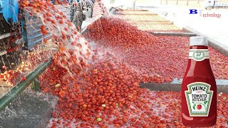 How Tomato Ketchup Is Made, Tomato Harvesting And Processing Process With Modern