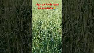 ખેડુત પુત્ર ને એક લાઇક#youtubeshorts #shortsfeed #village #shortvideo #stetus #farming #khedut short