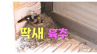 딱새육추