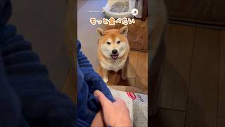 飼い主さんと会話してます😳｜PECO #柴犬 #赤柴 #茶柴 #柴犬のいる暮らし #shiba #shibainu #shibainulife #shibainulove