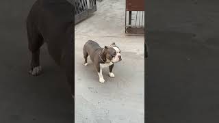 American Bully Pocket Size