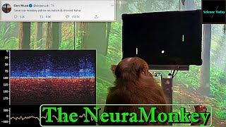 How a Monkey is playing Ping Pong with his mind? (Neuralink update)