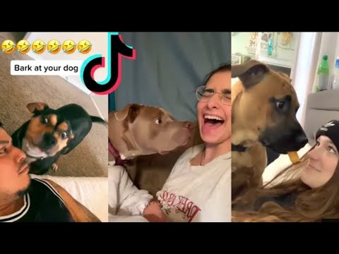 BARK AT YOUR DOG CHALLENGE (TIKTOK COMPILATION) - YouTube