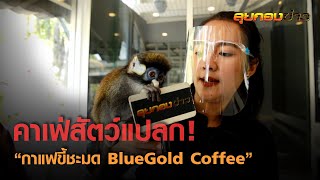 คาเฟ่สัตว์แปลกหายาก “กาแฟขี้ชะมด BlueGold Coffee I ลุยกองข่าว 11.20-11.30 I วันที่ 26 ม.ค.64