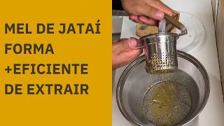 JATAÍ - HOW TO COLLECT HONEY