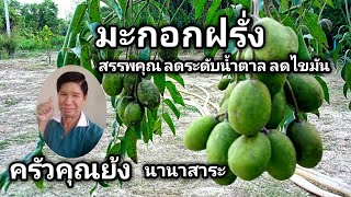 มะกอกฝรั่ง สรรพคุณลดระดับน้ำตาลในเลือด ลดไขมันในเส้นเลือด | นานาสาระ | ครัวคุณย้ง