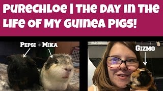 PureChloe | The Day In The Life Of My Guinea PIgs!