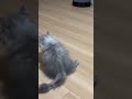 自分の尻尾を追いかける子猫はこちら...♡