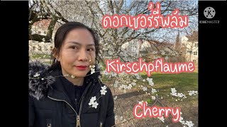 ดอกเชอร์รี่พลัม (Kirschpflaume) #Cherry