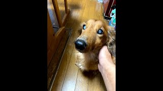 ☆ティアラ君吠えまくり8#ミニチュアダックスフンド＃犬＃ブログ