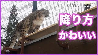 Snow Leopard walks on the catwalk