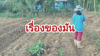 #มันเทศ #มันหวานญี่ปุ่น #มันสีม่วง #เกษตรผสมผสาน #เกษตรอินทรีย์