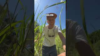 Finding a WILD SNAKE in Australia! #shorts