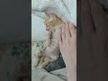 驚異のスピードで寝落ちする子猫 保護猫 子猫 shorts