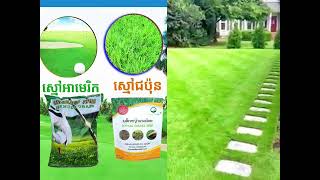 ស្មៅសួនDermuda \u0026 soyzia grass seed  081517140  លេខតេលេក្រាម