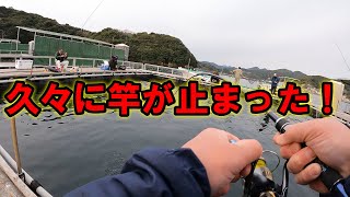 【海上釣堀】泳がせより誘いの日！GW青物をたくさん釣ろうキャンペーン！