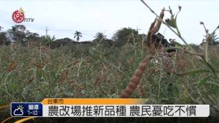 樹豆好營養! 農改場推休耕地種植 2015-01-08 TITV 原視新聞