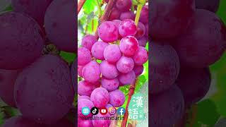 Fruits - Grape 葡萄 #fruits  #chinesecharacter  #shorts  #learningchinese  #汉字 #汉字发音 #hanzi  #mandarin