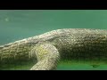 gharial was swimming at most beautiful place on world @themumbaizoo