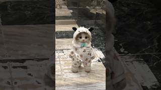 I met a Pacha kitten in the elevator #cat #cutepet #Pachadog #doll #elevator