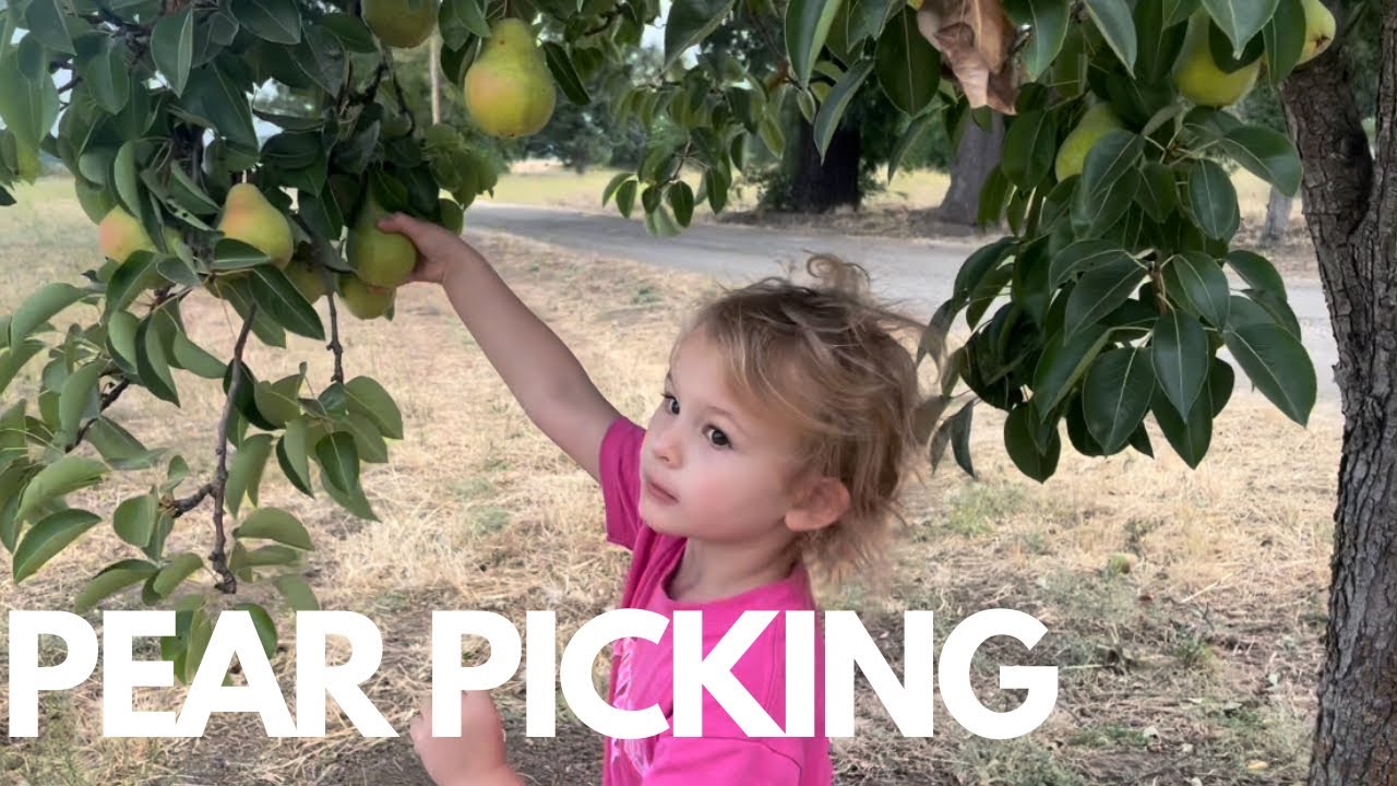 Pear Picking Youtube
