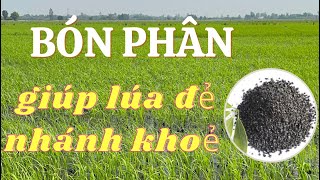 Bón phân đợt 1 giúp lúa đẻ nhánh khỏe đạt chồi hữu hiệu