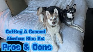 Getting Second Alaskan Klee Kai: Pros And Cons