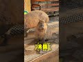 capybara 卡皮巴拉 水豚症候群在此😌 capybara 水豚 水豚君 卡皮巴拉 呆萌 cute 可愛い 萌寵 療癒 short