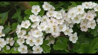 L'aubepine (Crataegus laevigata)‐ Réalisée par LM