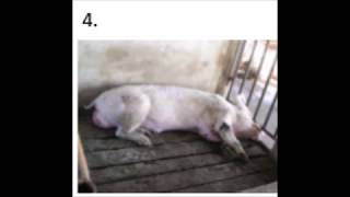 COMMON DISEASES IN PIG