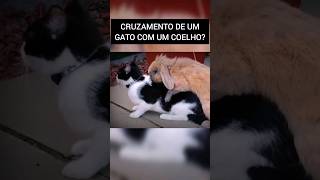 CRUZAMENTO DE UM GATO COM UM COELHO? GATOELHO? #globorural #vivaoagro #gatos #gato #coelho #hibridos