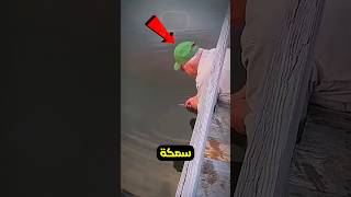 حاول هذا الجد اصطياد سمكة بيديه وهذا ما حدث 😬🔥؟؟