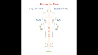 Midline - Midsagittal line or plane ; Definition, Reference and uses, anatomy
