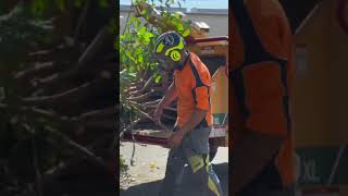 Boston Tree Care - Vermeer BC1800XL Chipper