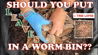 6000 Red Wigglers vs Waxy Magnolia Leaves As Bedding + Time Lapse | Vermicompost Worm Farm