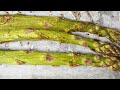 health benefits of eating asparagus asparagus nutrition nutrients calories data facts