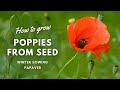 How to Grow Poppies from Seed | Winter Sowing Guide | Perennial Garden