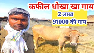 ₹ 291000 का गाय मेरा कफील धोखा खा गया 🥺 || saudi arab majra || asna vlog