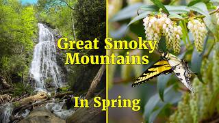 Spring in the Smokys | 24 Hours in Great Smoky Mountains National Park.
