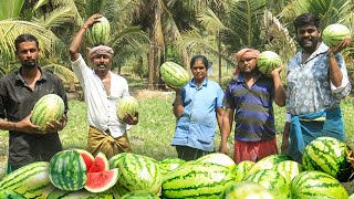 லாபம் தரும் தர்ப்பூசணி விவசாயம்  | 60 நாளில் ஏற்றுமதிக்கு தயாராகும் தர்பூசணி சாகுபடி  |  Fabby