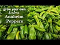 Sow Right Seeds | Anaheim Pepper