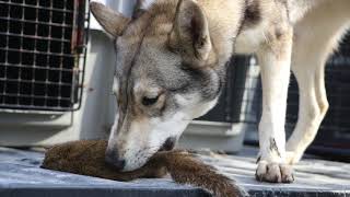 Squirrel Hunt with West Siberian Laikas.