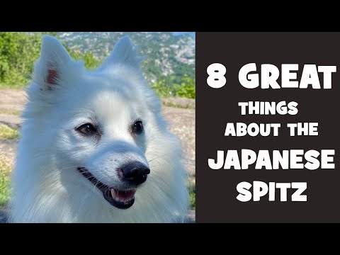 Can Japanese Spitz survive cold?