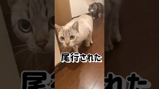 【先住猫と新入り猫】初対面から３日で距離がどんどん縮まります