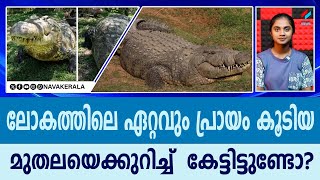 ലോകത്തിലെ ഏറ്റവും പ്രായം കൂടിയ മുതലയെക്കുറിച്ച്  കേട്ടിട്ടുണ്ടോ?| NavaKerala News