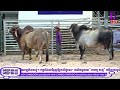 i7 ranch cambodia ការដាក់លក់ទឹកស្ពែមពូជគោប្រាម៉ាន់ឈាមសុទ្ធ ១០០% usa ចុះឈ្មោះចូលរៀនជំនាន់ទី២ ai