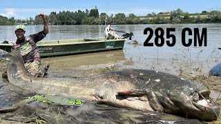 World Record Catfish 285cm River Po Italy @AlessandroBiancardi